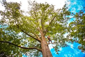 Best Arborist Consultation Services  in Vander, NC