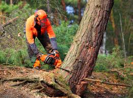 How Our Tree Care Process Works  in  Vander, NC